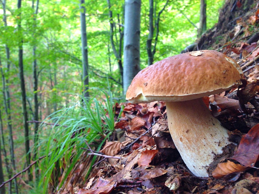 autunno in Liguria con funghi