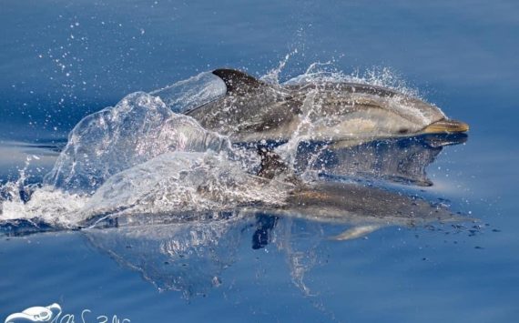 Il respiro del mare: un incontro ravvicinato con i cetacei della Liguria