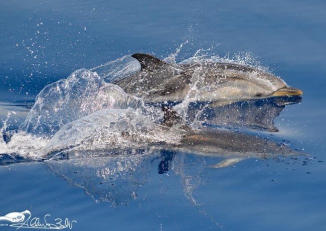 Il respiro del mare: un incontro ravvicinato con i cetacei della Liguria